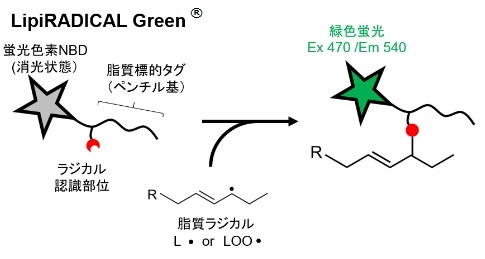 LipiRADICAL Greenの蛍光発光原理